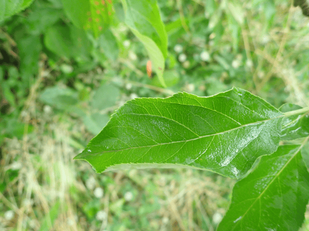 healthy leaf image